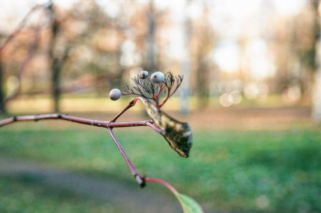 Autumn on film - My, Autumn, Film, Canon, Longpost