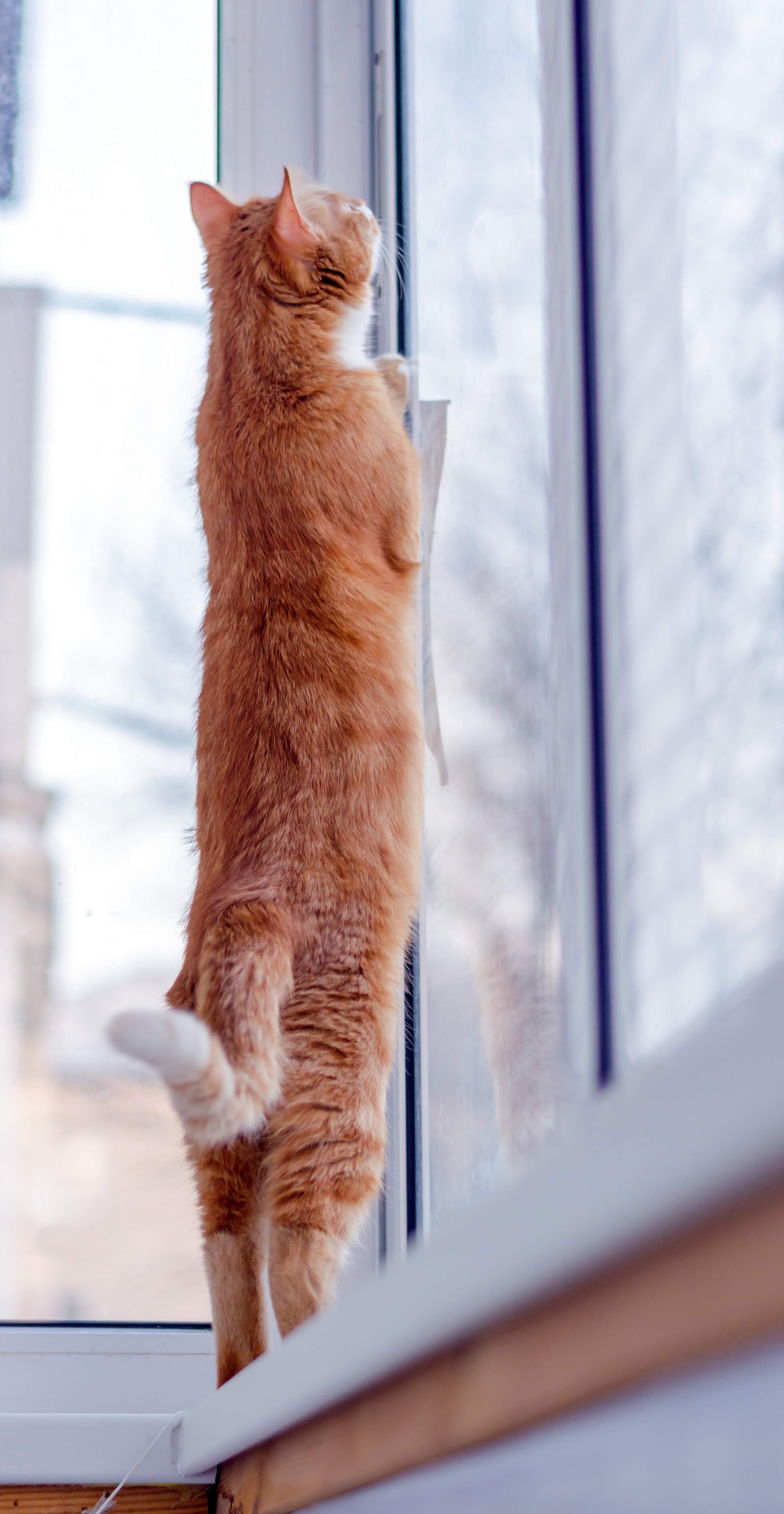 Balcony... - Catomafia, Balcony, Longpost, cat