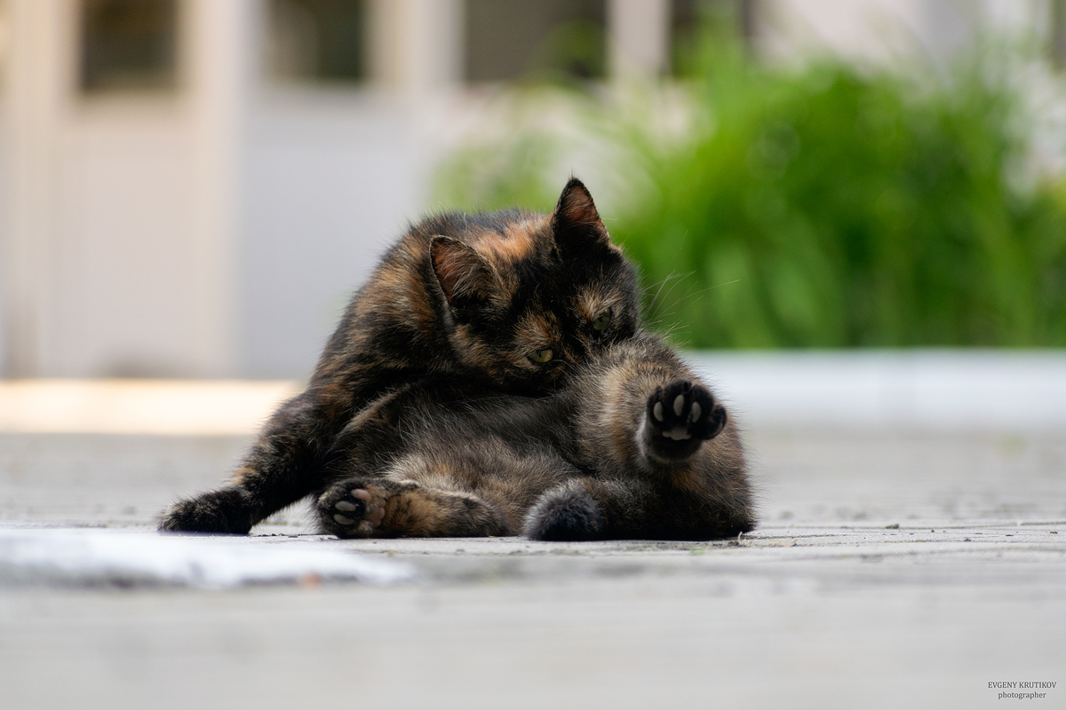 Уличные кошки. Подборка - Моё, Кот, Котомафия, Фотография, Анималистика, Длиннопост