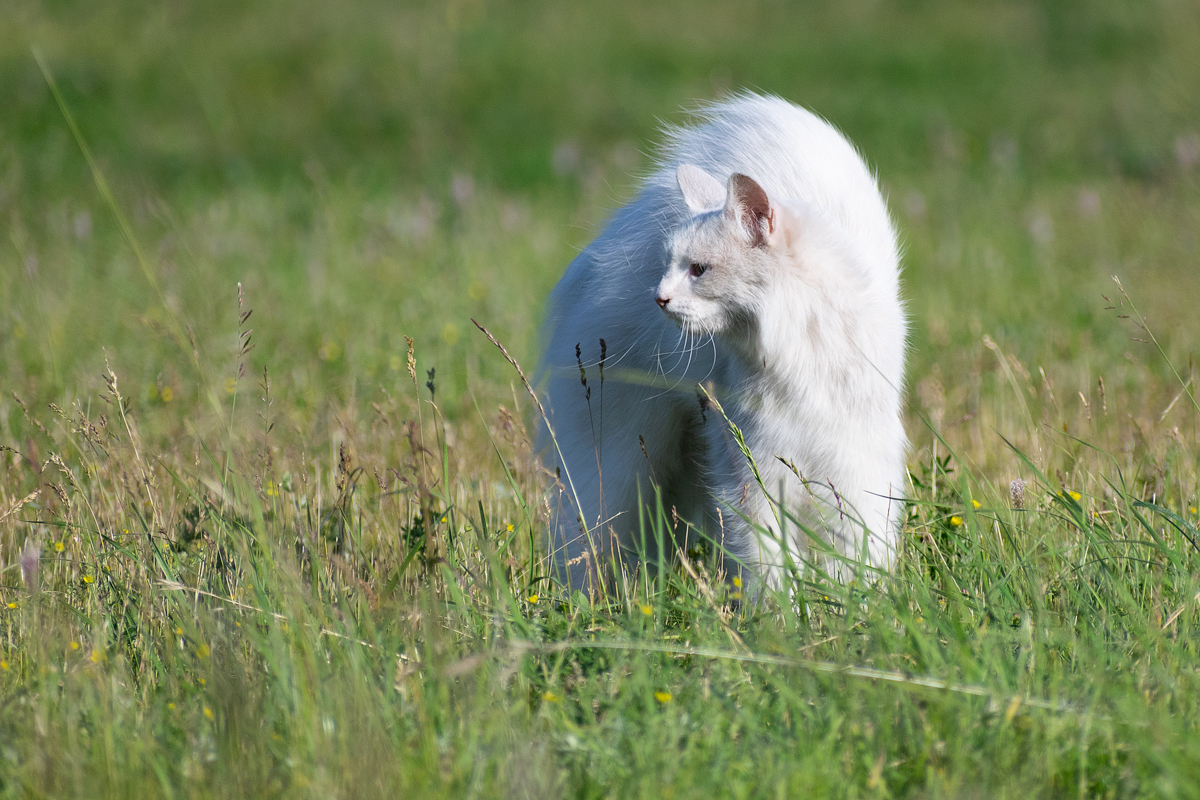 Уличные кошки. Подборка - Моё, Кот, Котомафия, Фотография, Анималистика, Длиннопост