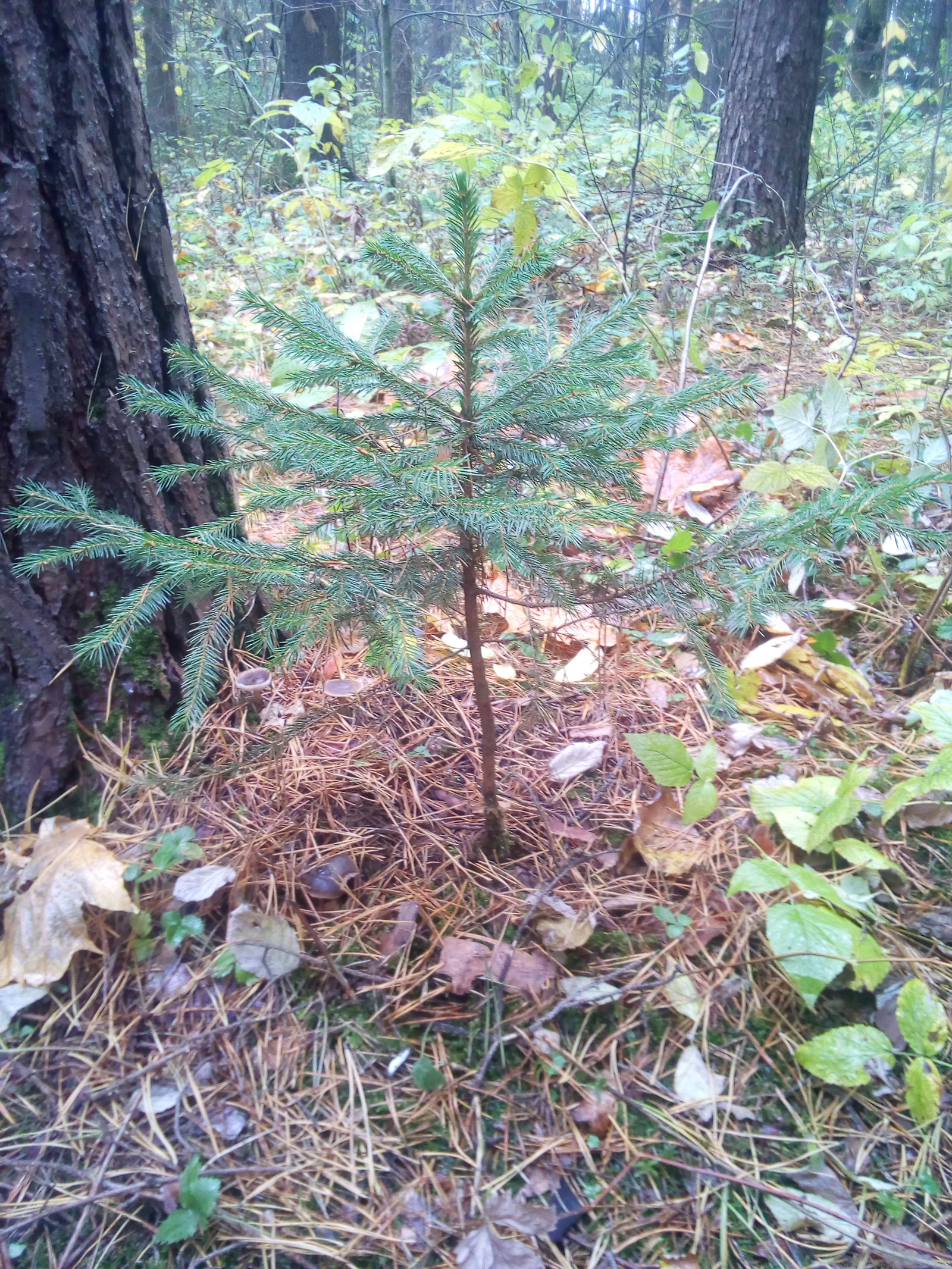 Pine or spruce? - My, Pine, Dacha, Forest, Transfer, Longpost