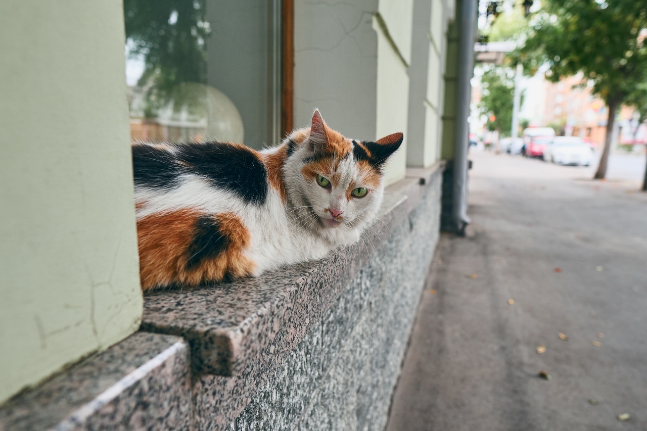 Кошки самара. Самарский кот.