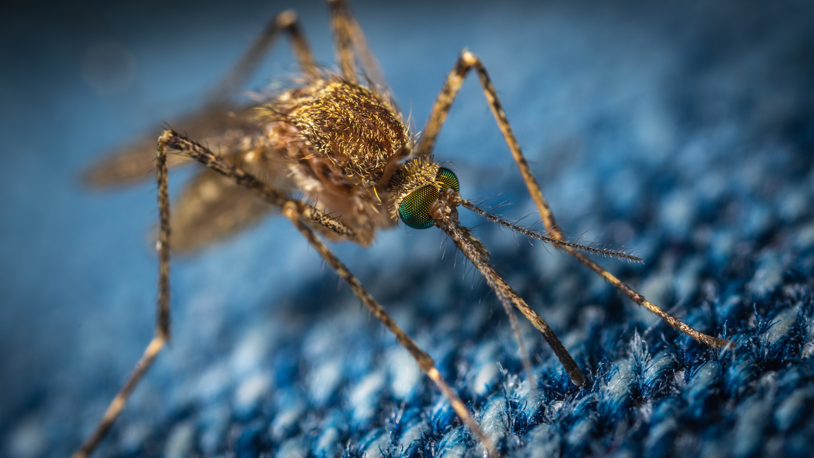 Mosquito on jeans - My, Macro, Macrohunt, Insects, Dipteran, Mosquitoes, Mp-e 65 mm, Macro photography