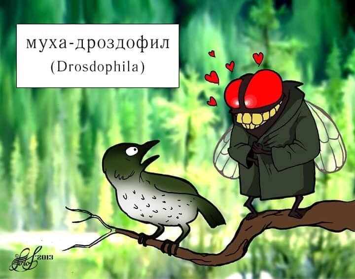 The fly is not Tsokotuha - Humor, Муха, Thrush