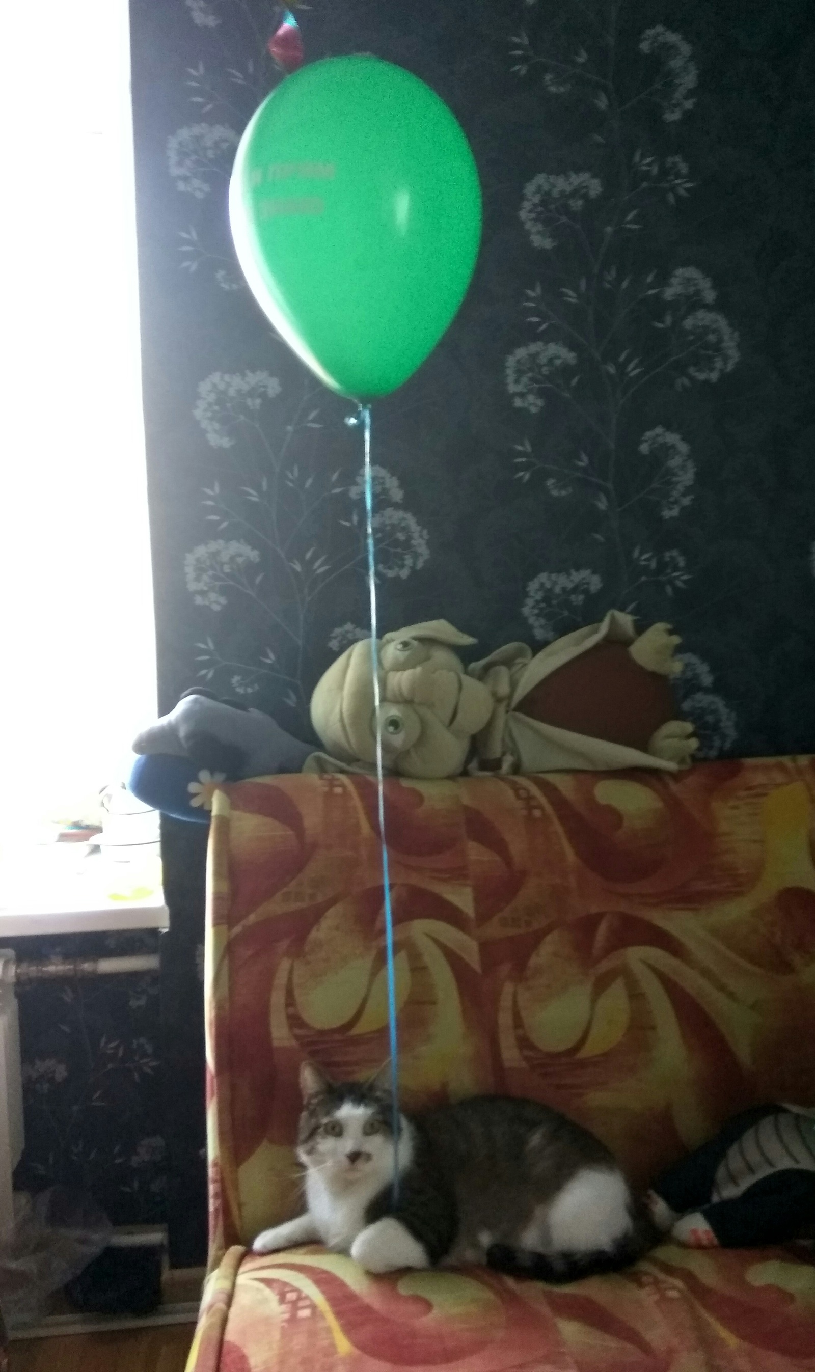 When no one came to the birthday party - My, cat, Catomafia, The photo, Air balloons