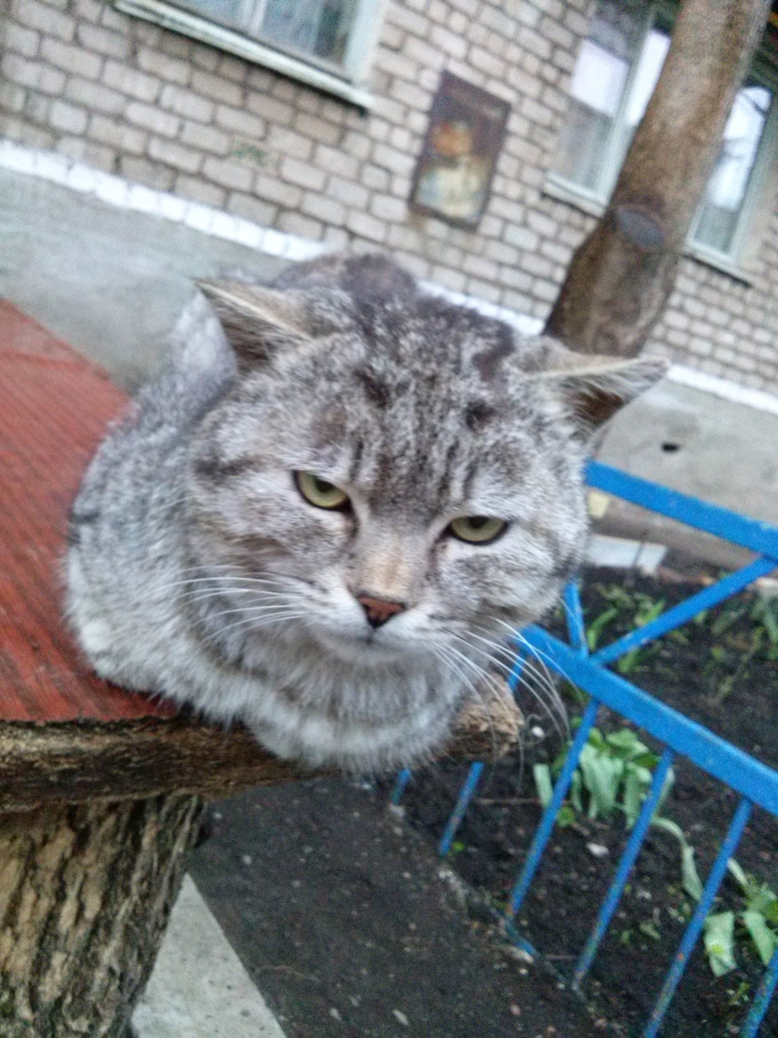 Street cats - My, The street, cat, The photo, Nothing extra, Longpost