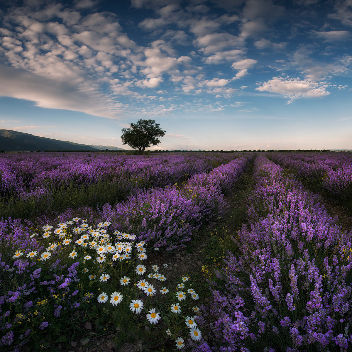 Lavender fields - The photo, Bulgaria, Longpost, , Lavender, Field