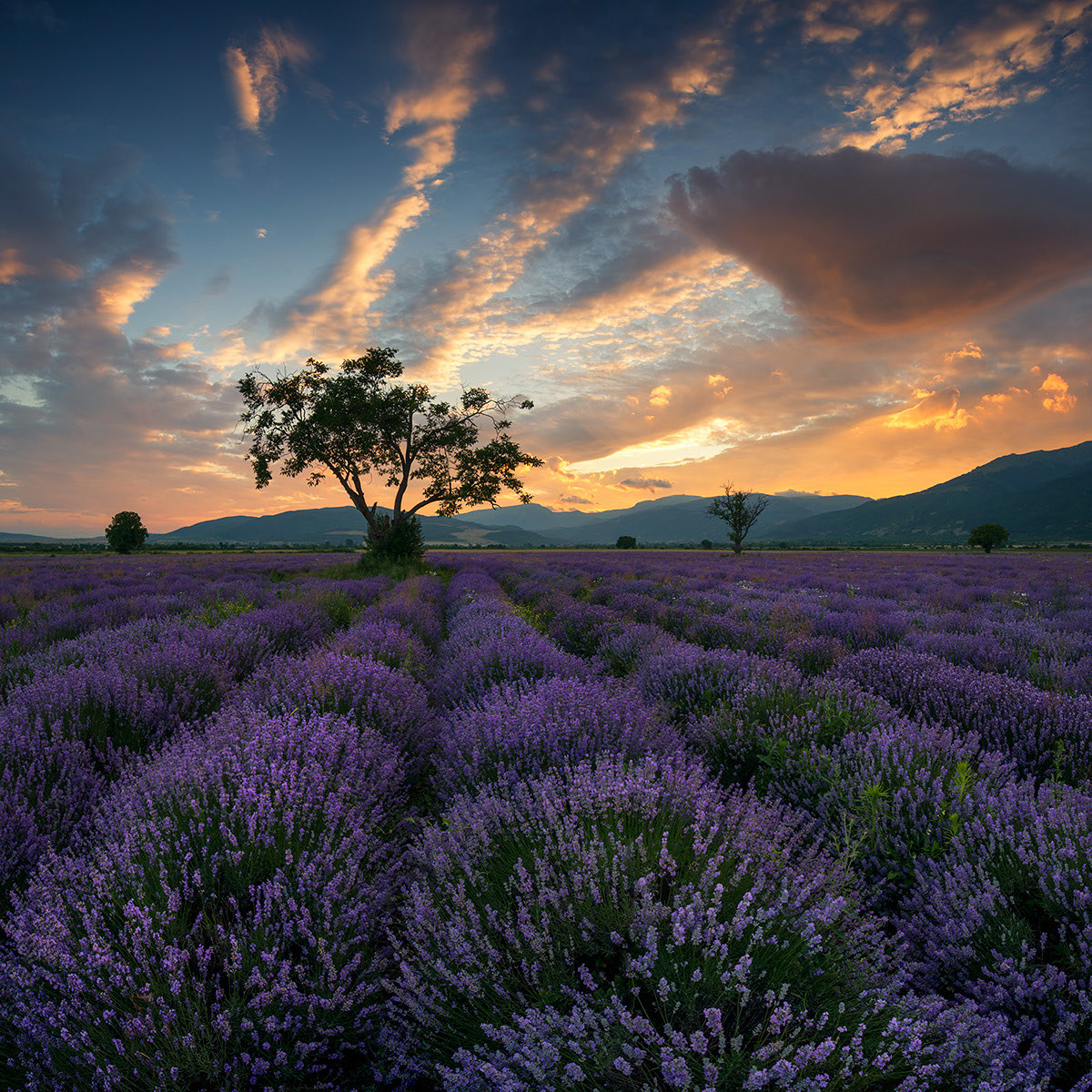 Lavender fields - The photo, Bulgaria, Longpost, , Lavender, Field