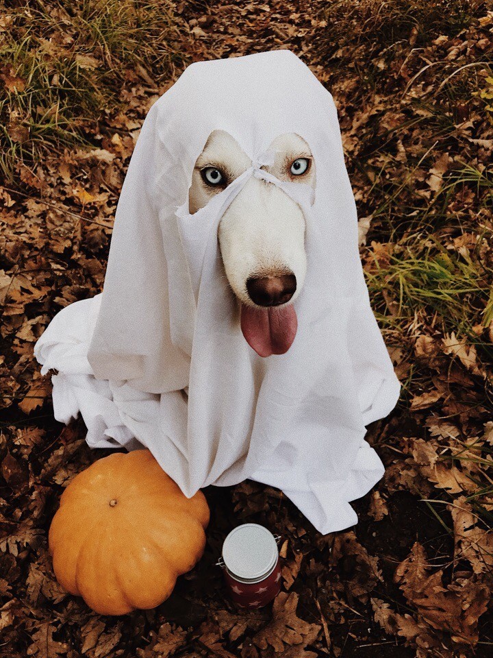 The best ghost in the world. - My, Dog, Animals, Milota, Halloween, Longpost, Husky