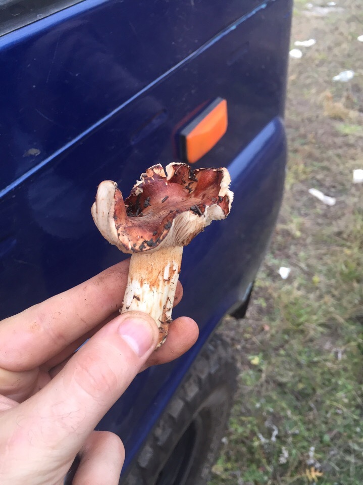 Can you tell me what kind of mushrooms? - My, No rating, Mushrooms, Help, Question, Longpost