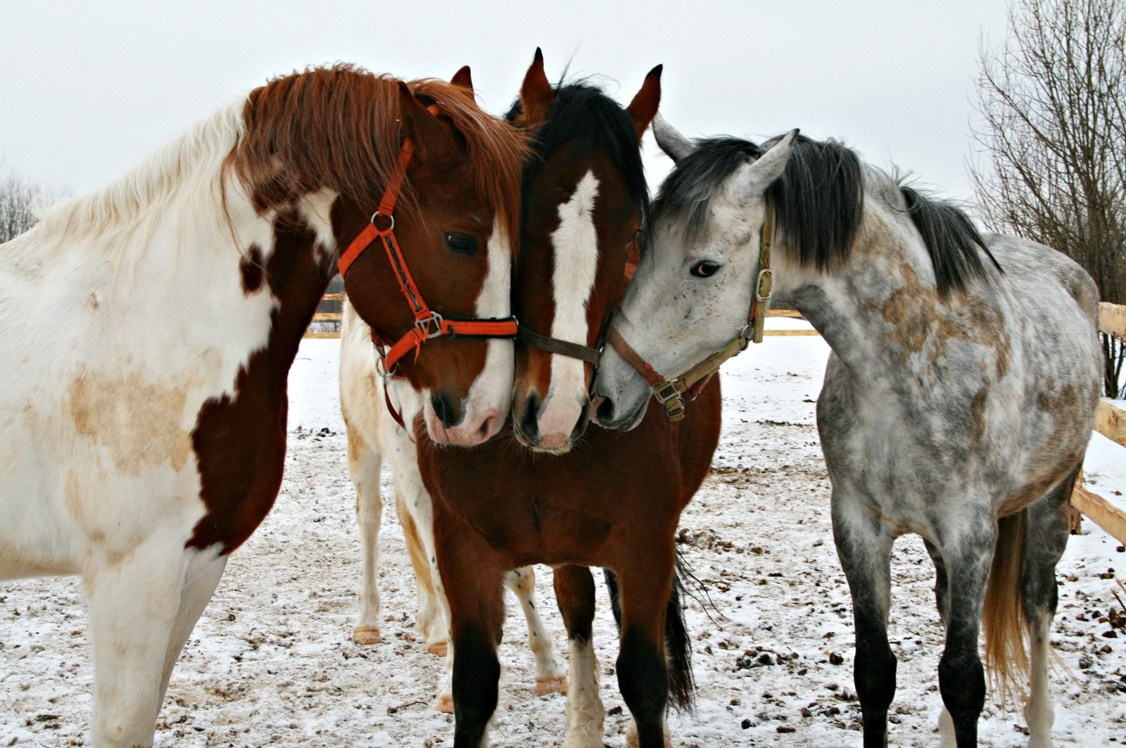 A bit about horses and photos. - My, Horses, The photo, Llama, Knight, Longpost, Knights