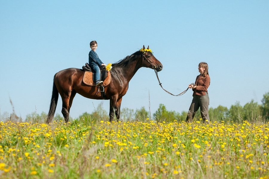 A bit about horses and photos. - My, Horses, The photo, Llama, Knight, Longpost, Knights