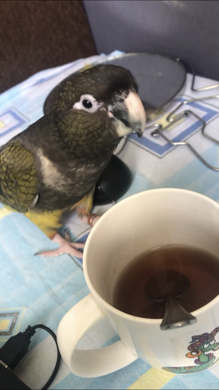 Patagonian parrot Jora - My, A parrot, Patagonia, Animals, Birds, Tea, Longpost