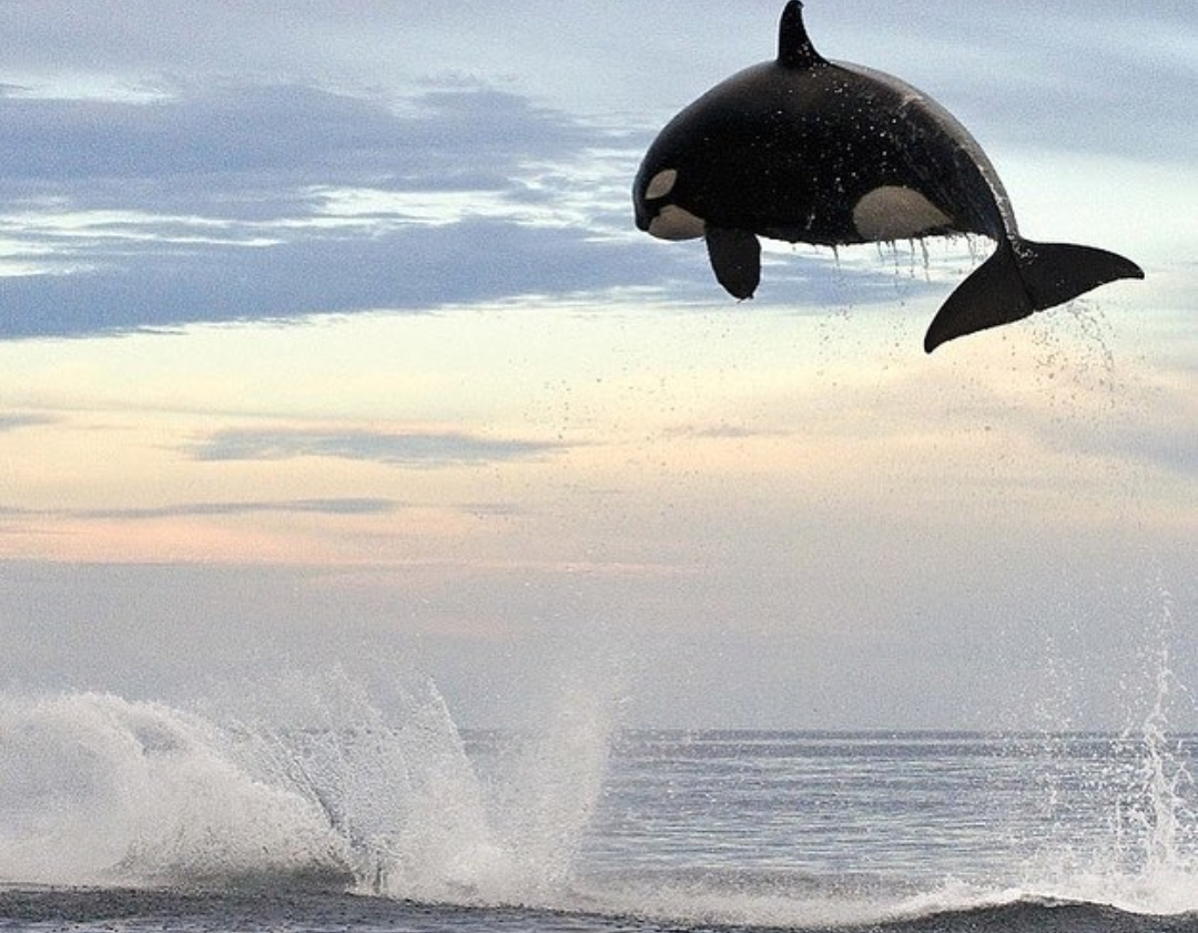 Meeting of a dolphin and a killer whale - Killer whale, Dolphin, Longpost