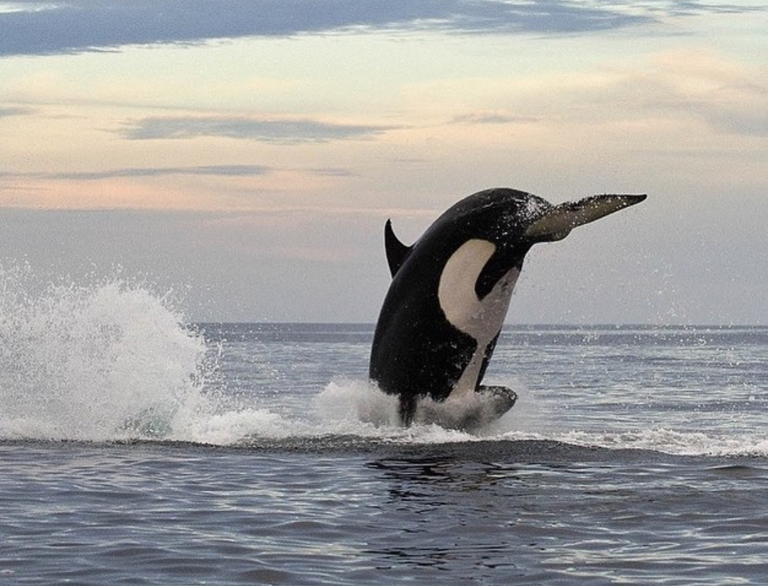 Meeting of a dolphin and a killer whale - Killer whale, Dolphin, Longpost