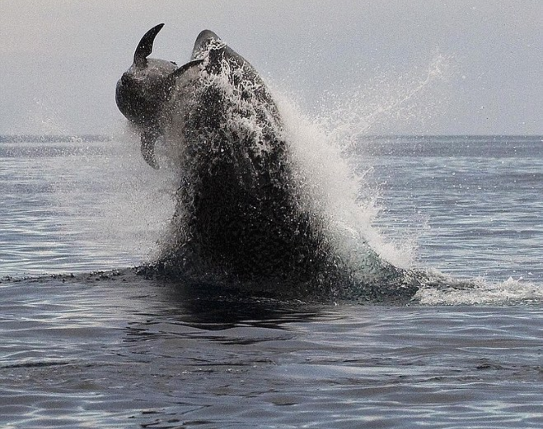 Meeting of a dolphin and a killer whale - Killer whale, Dolphin, Longpost