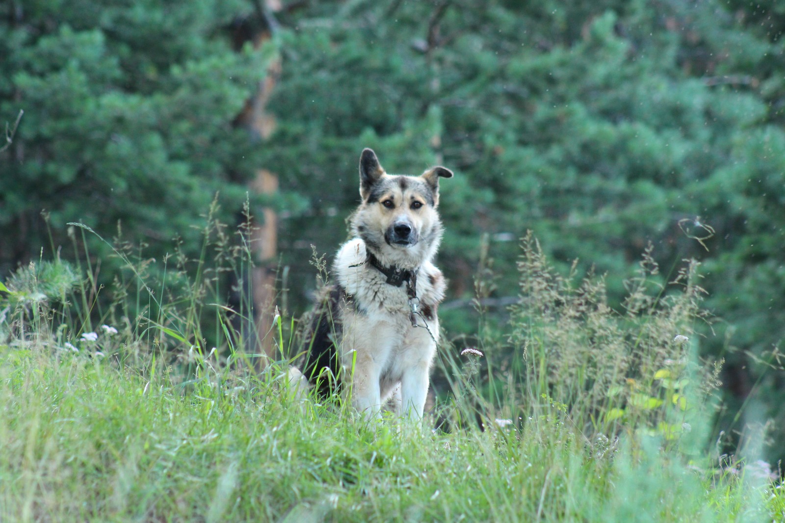 A good boy from Baikal looks straight into your soul - My, Dog, Good boy, The photo