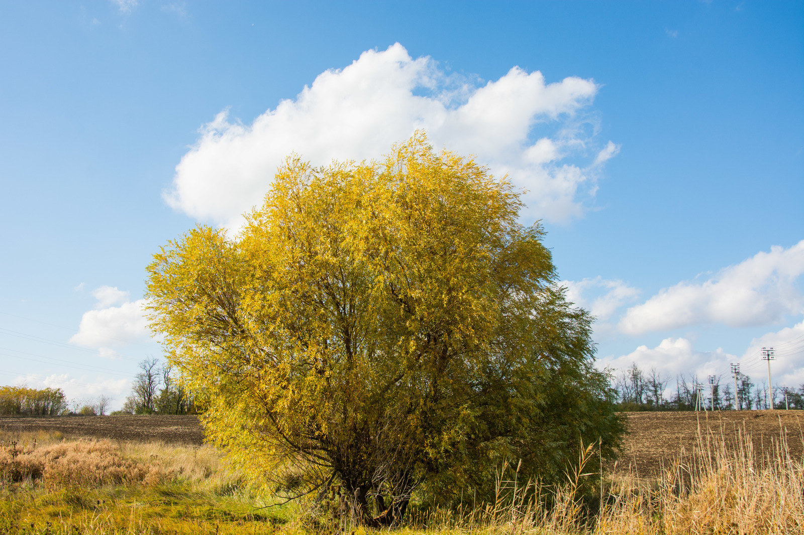 Autumn in the Rostov region. Lots of photos. - My, The nature of Russia, Rostov region, Post #10033265, Autumn, Longpost