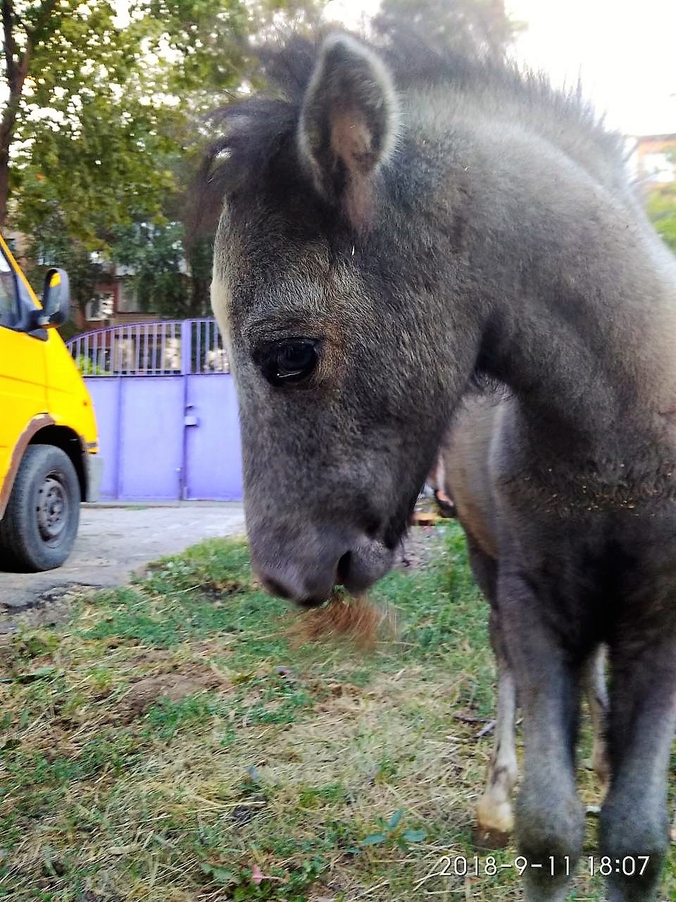 Ponies love to be shy too ^^ - My, Pony, Horses, Affection, Pets, Livestock, Animals