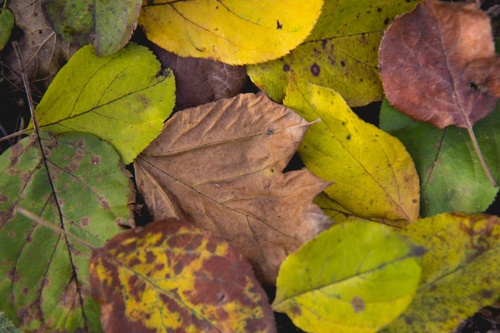 What is autumn is autumn - My, Autumn, Foliage, Nature, Mood, The photo, Longpost