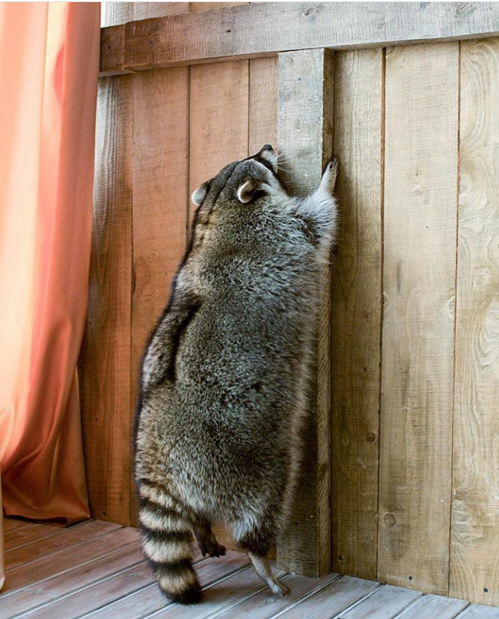 Topic - Raccoon, Instagram, Animals, Milota, Longpost