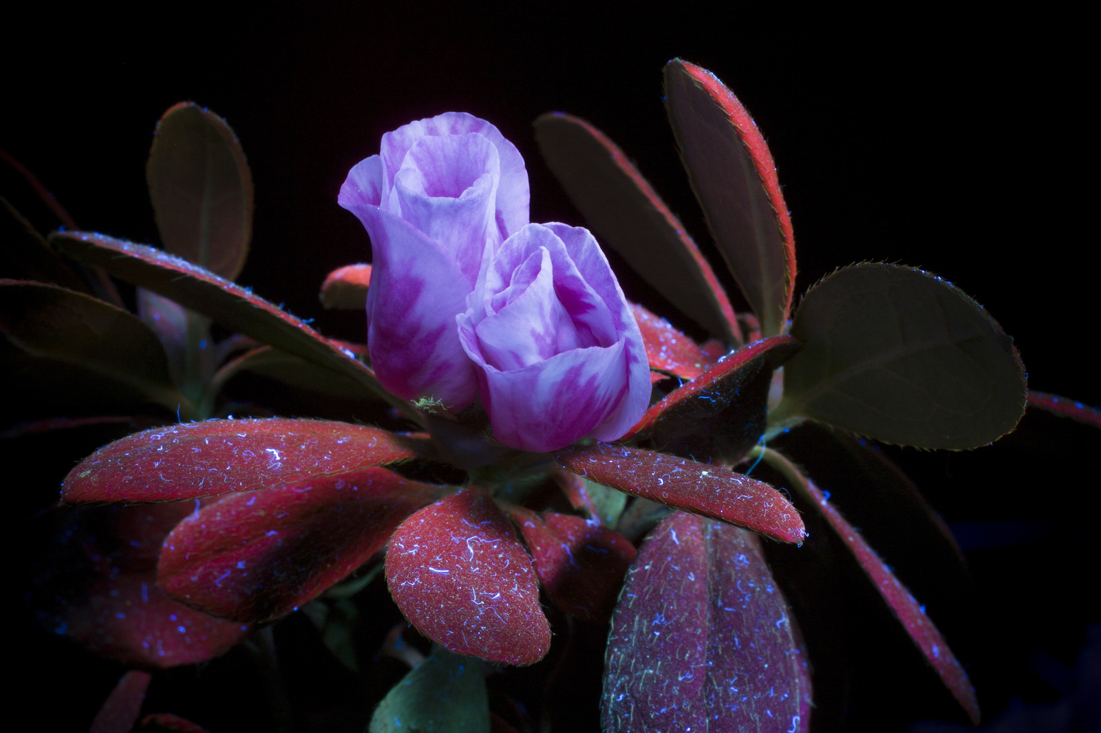 Photo in ultraviolet, sample No. 2 - My, Ultraviolet, The photo, Photographer, Beginning photographer, Fluorescence, , Flowers, Longpost