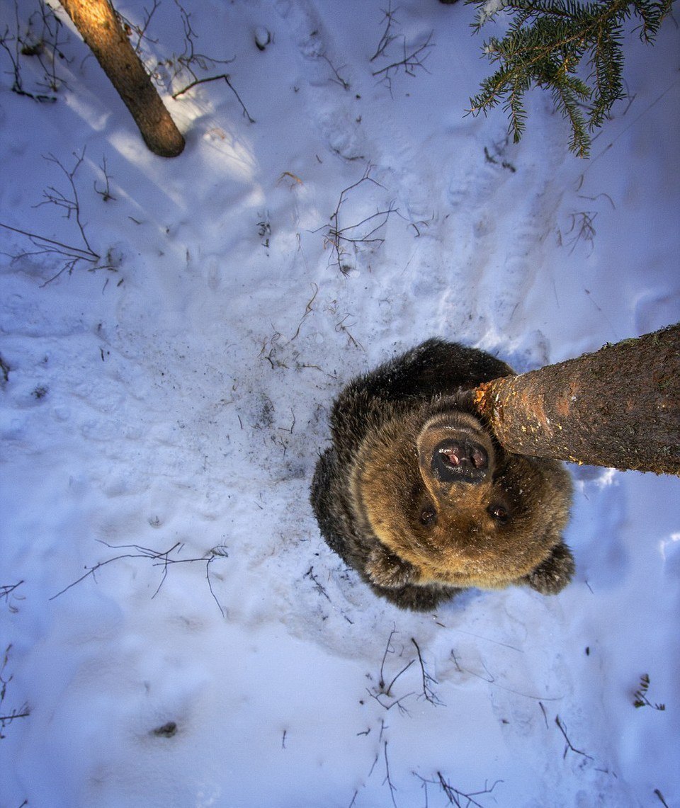 Bears - The Bears, Polar bear, The photo, , Longpost