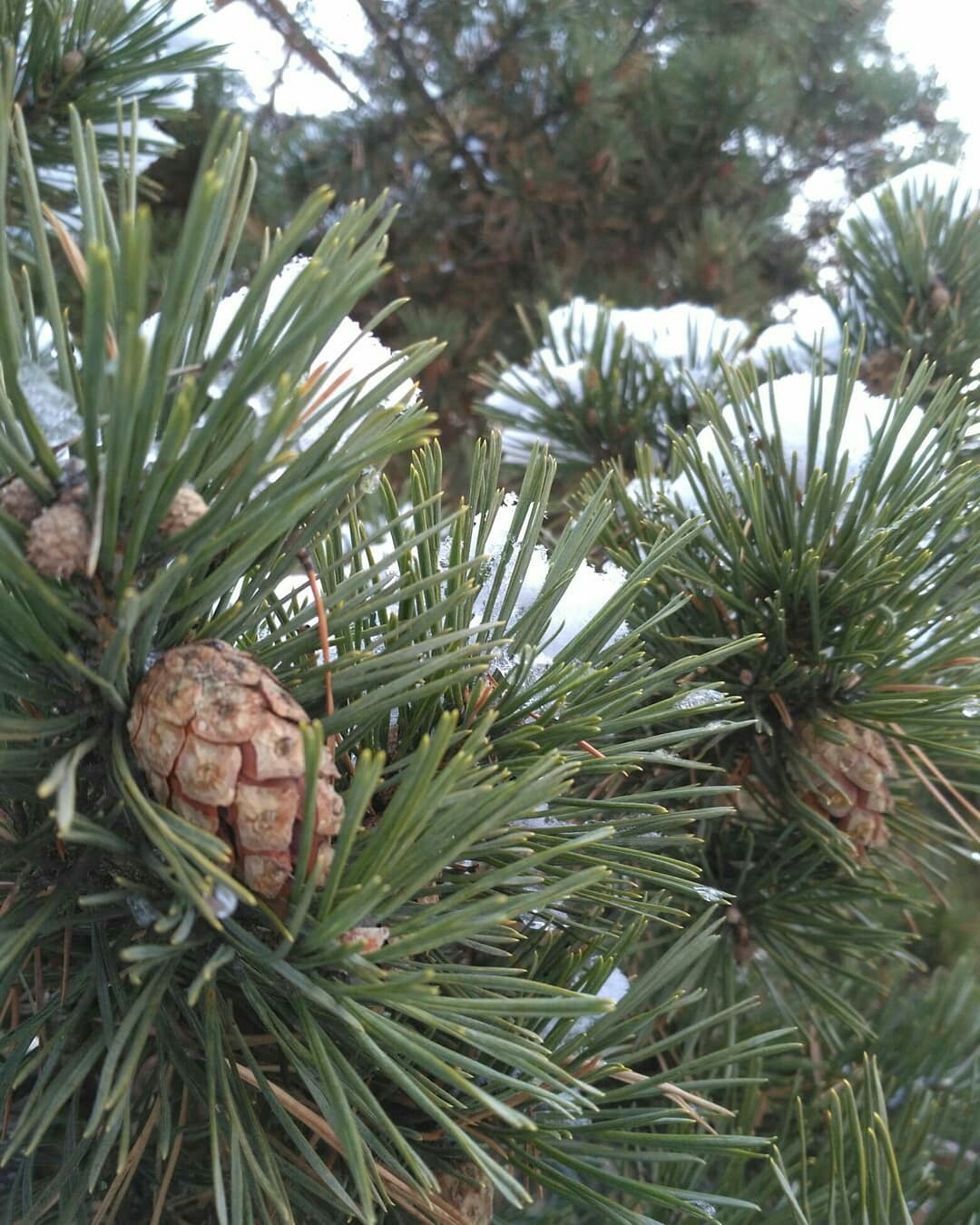 That's what jogging brought to Pine Forest, a new friend, snowball and cones - My, Travel across Russia, Unusual, Art, Chelyabinsk, Longpost