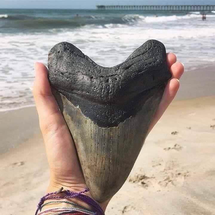 Megalodon tooth found off the coast of North Carolina - Teeth, Megalodon, The photo, Imgur