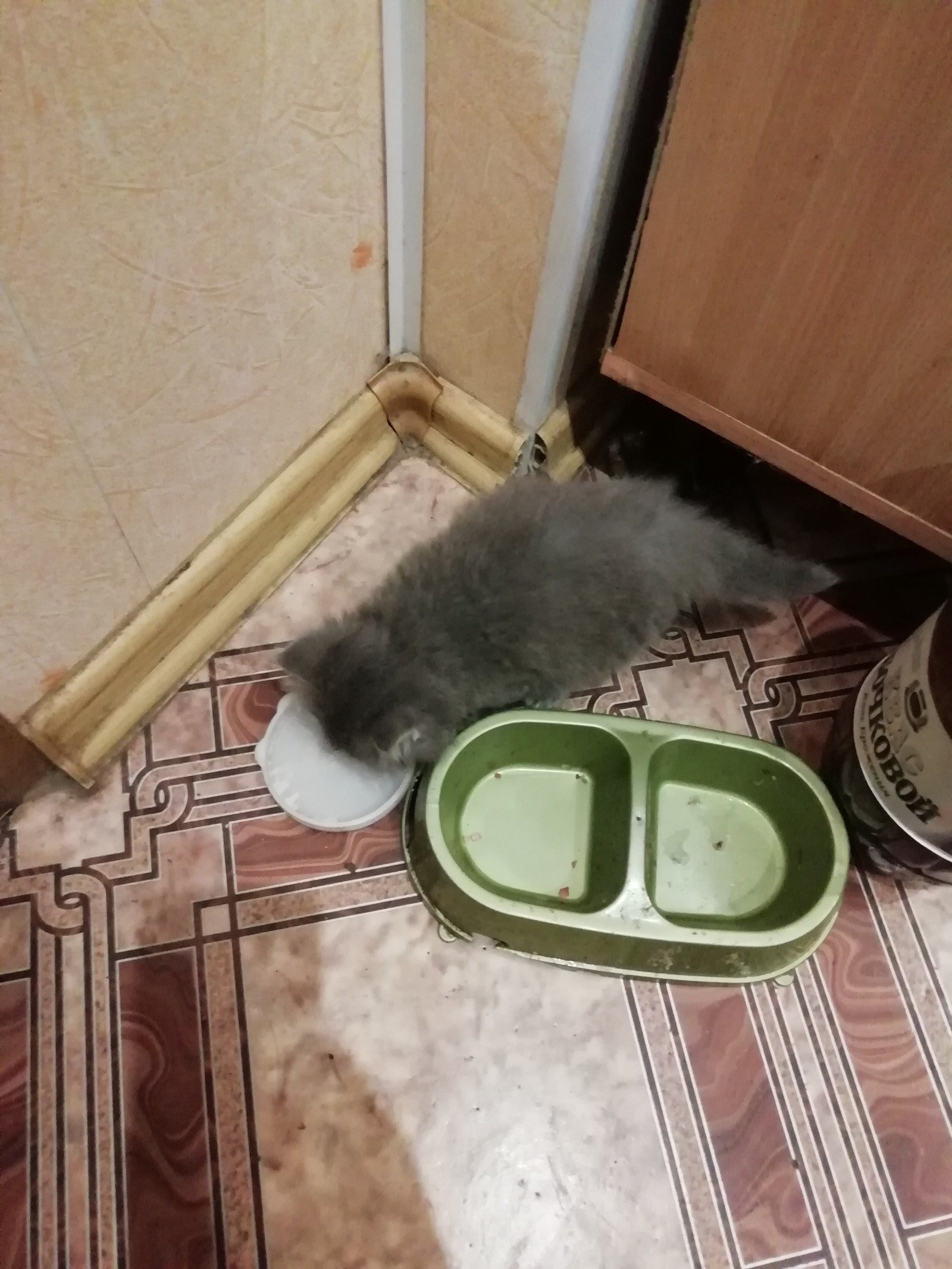 Nobody needs a kitten (Nizhny Novgorod)? - My, Longpost, cat, Nizhny Novgorod, In good hands, No rating