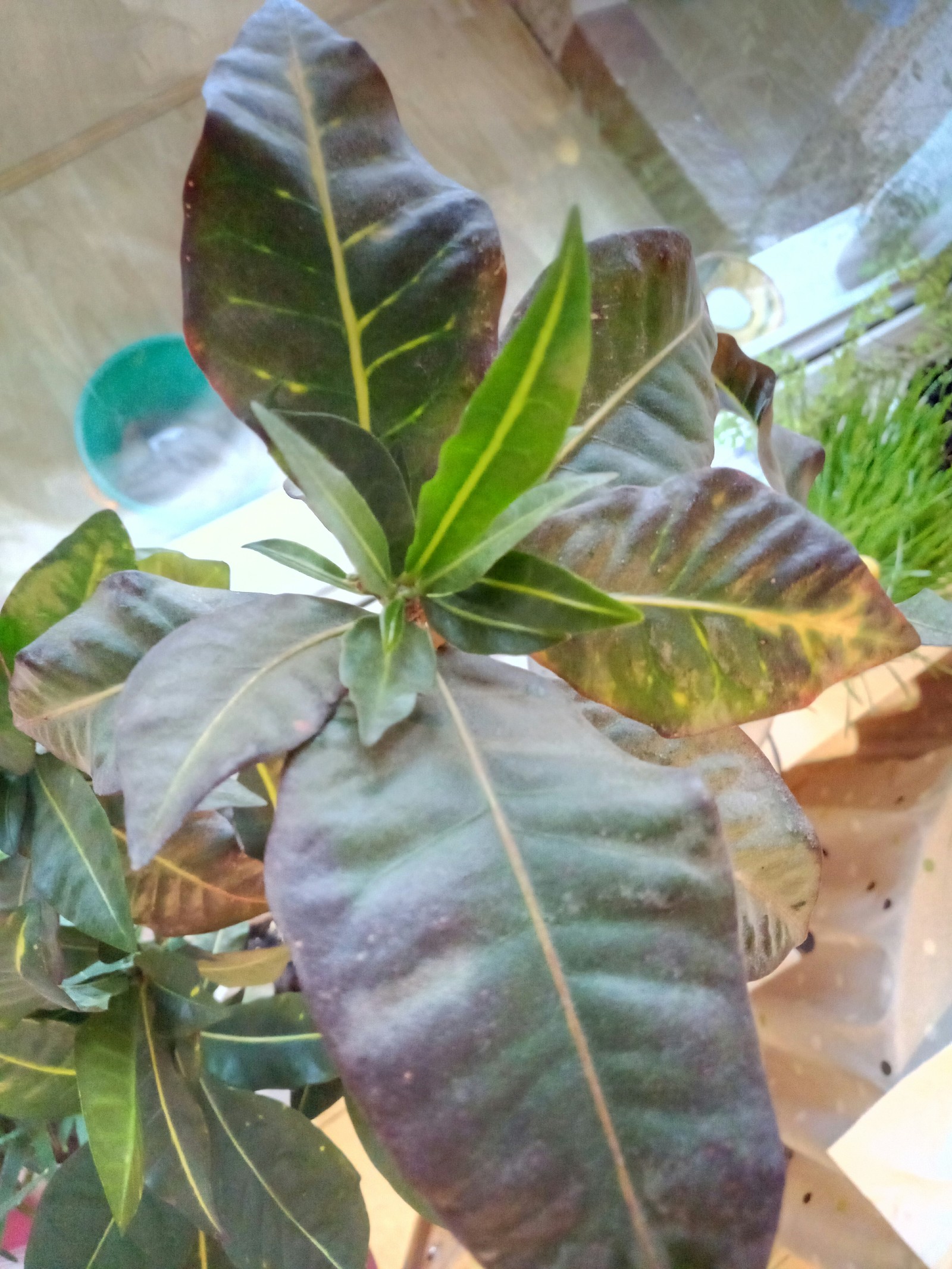 Help identify the plant - My, Pot, Definition, Plant growing, Longpost