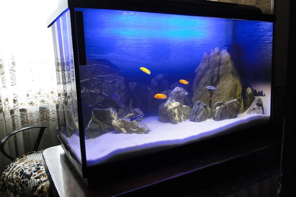 My next job - My, cichlid, Hardscape, , , Aquarium