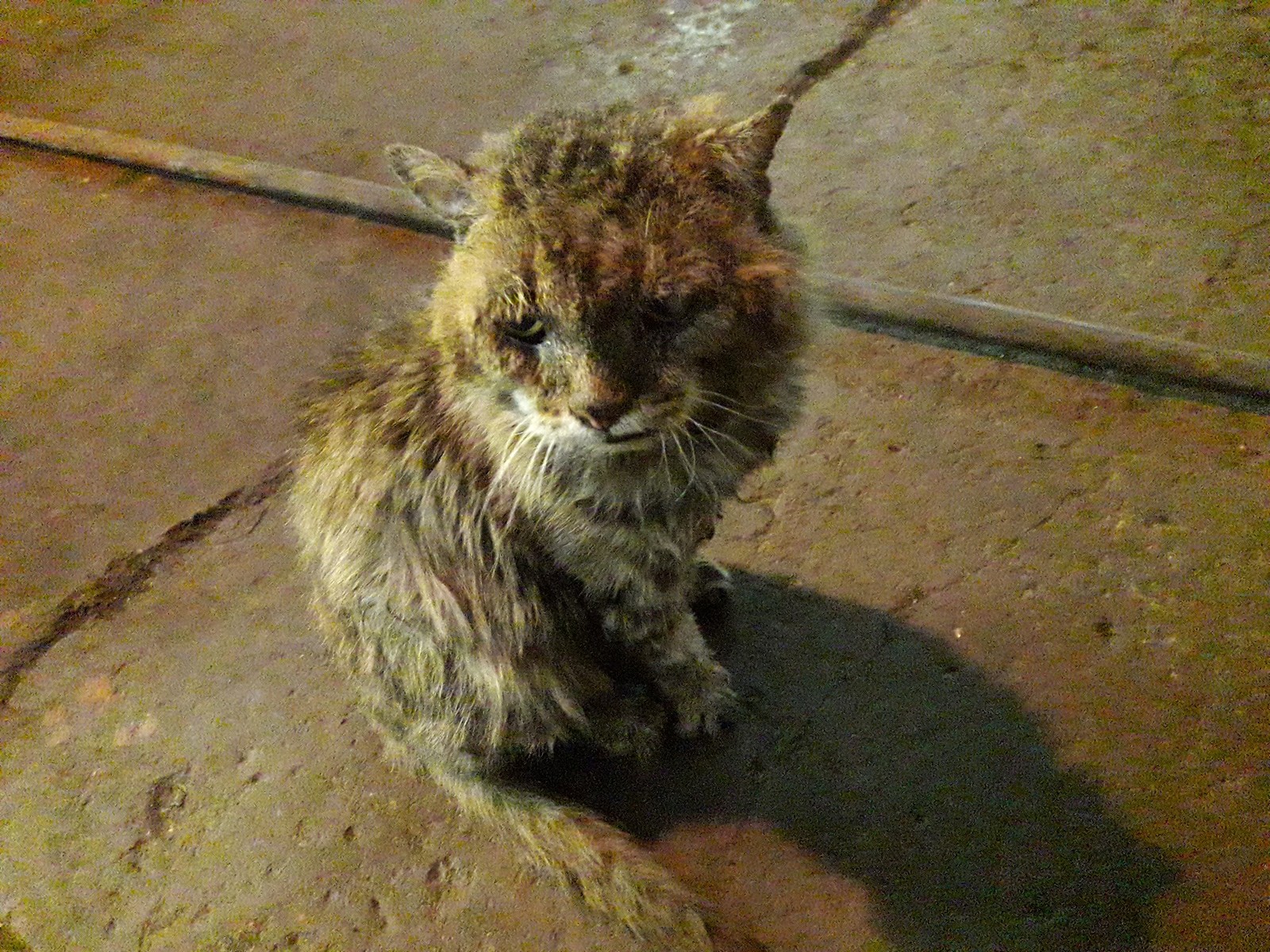 Veteran - cat, Factory, Work