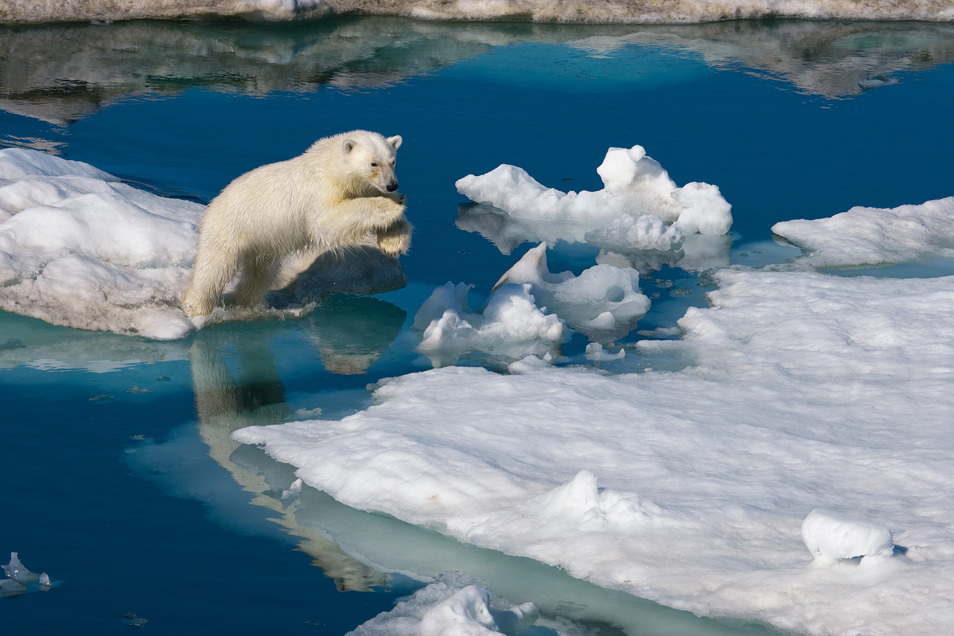 Bears - The Bears, Polar bear, The photo, , Longpost