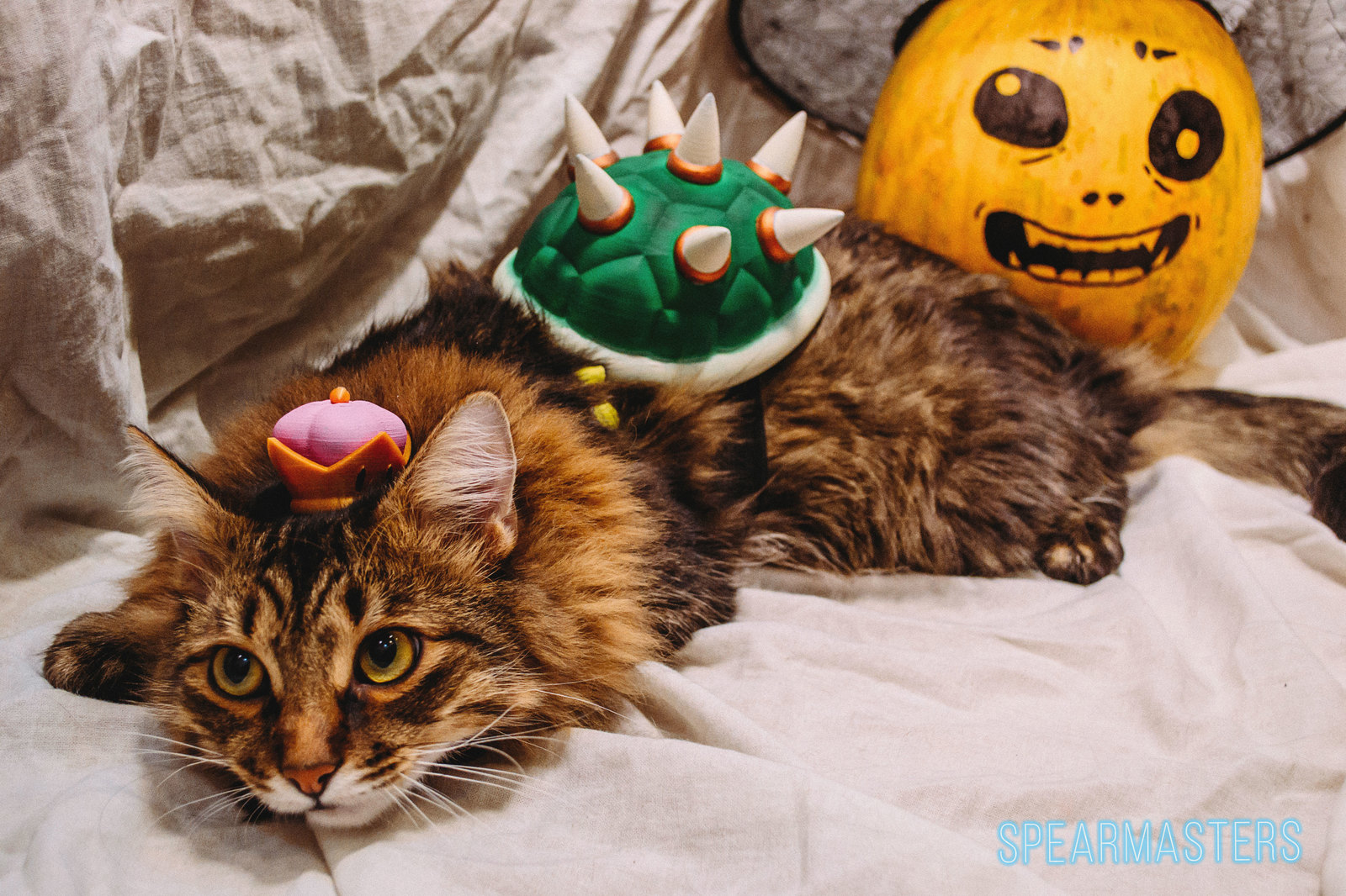 BowsCaT - My, Bowsette, Cosplay, cat, Nintendo, Spearmasters, Longpost