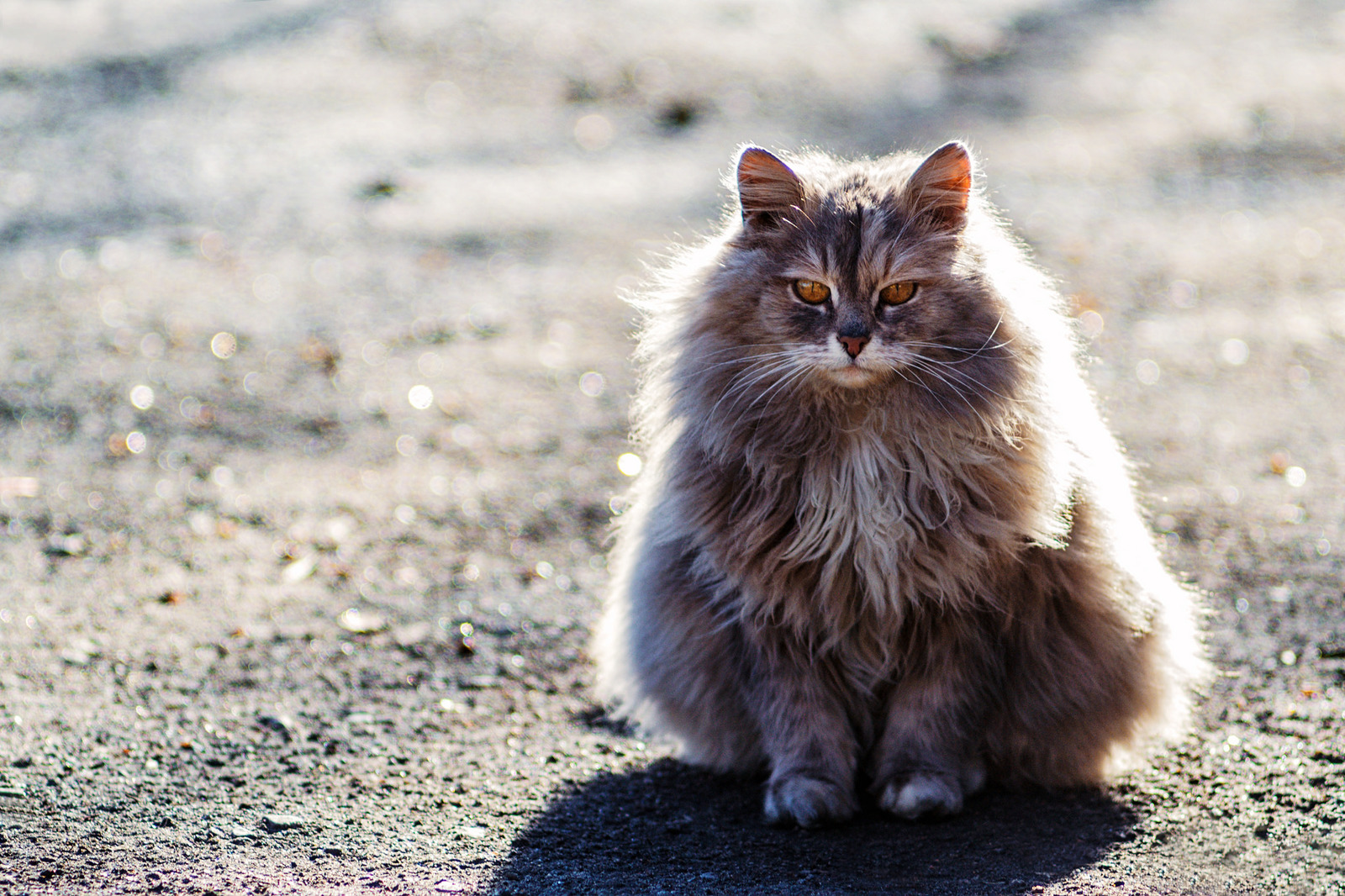 Radiance =) - My, Nikon, Nikon d3100, Jupiter-37, cat