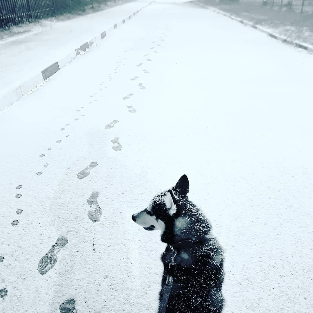 Winter on the nose - My, Husky, Siberian Husky, First snow, Footprints, Black and white, Dog