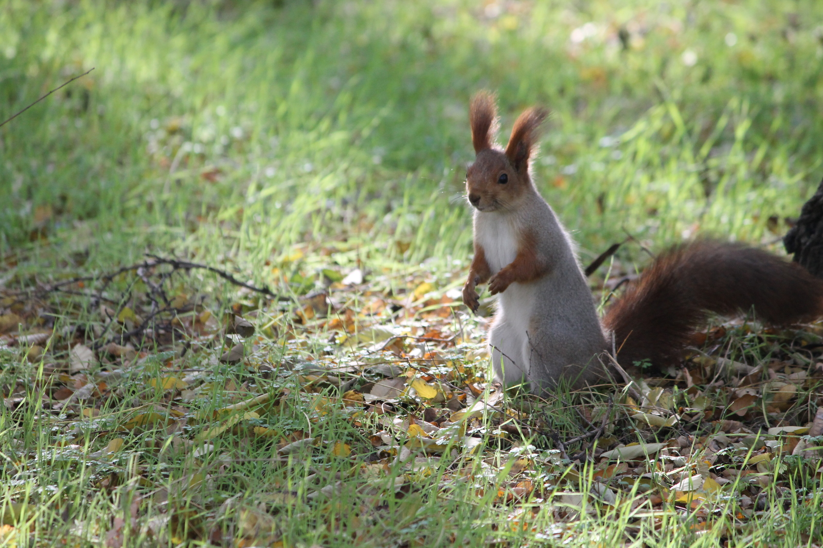 Autumn visits - My, Autumn, Squirrel, Leaves, The photo, Beginning photographer, Longpost