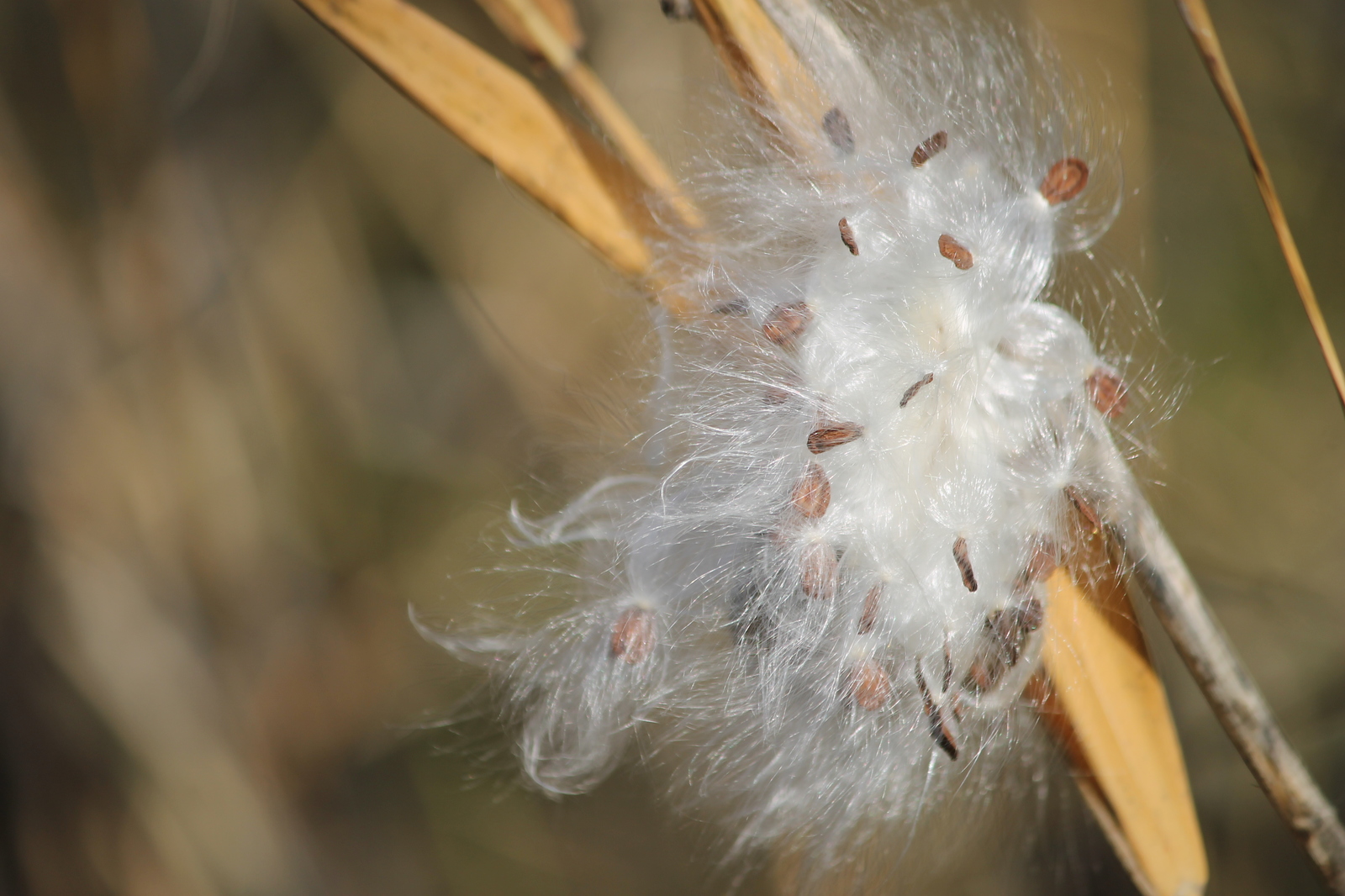 Autumn visits - My, Autumn, Squirrel, Leaves, The photo, Beginning photographer, Longpost