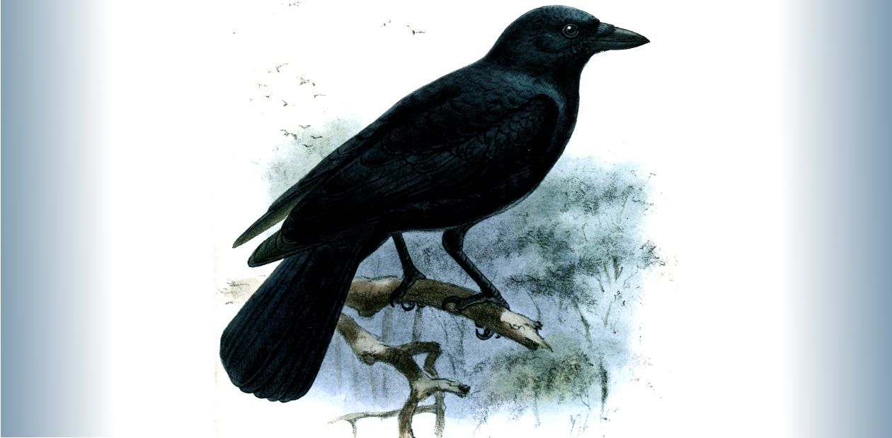 Handed New Caledonian crows wiped their noses of chimpanzees, having learned to make composite tools - New Caledonian crows, Tools, , Animal behavior, Intelligence