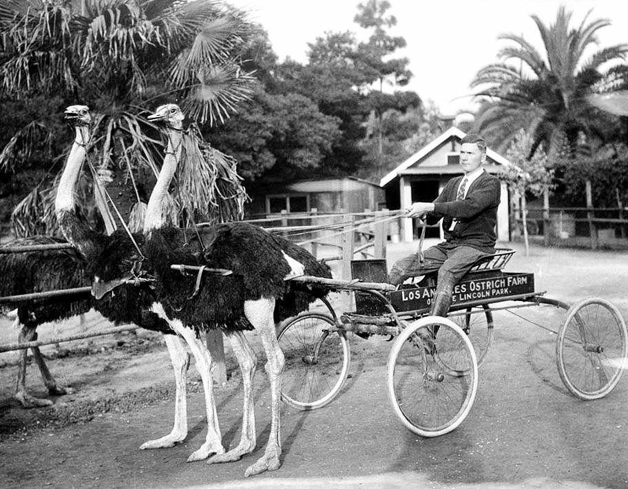 A pair of ostriches pulling a wagon at an ostrich farm, Los Angeles, 1900. - The photo, Cart, Los Angeles