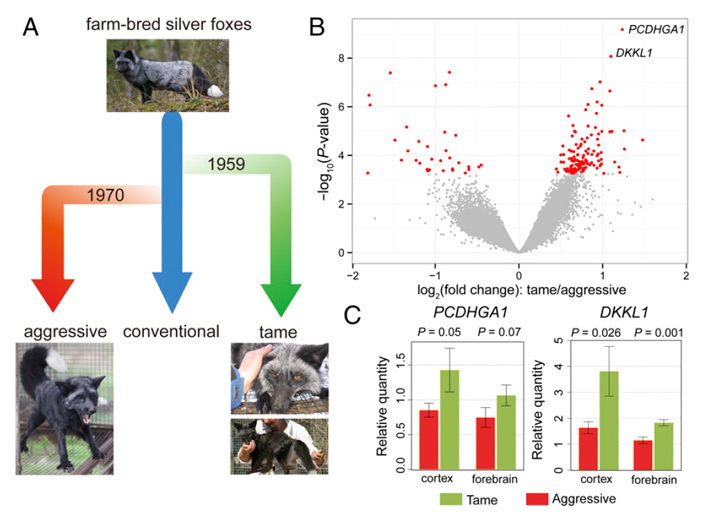 Genetic changes that accompany selection for good behavior in Belyaev's foxes have been identified - The science, Biology, Genetics, , Domestication, Copy-paste, Elementy ru, Longpost, Animals