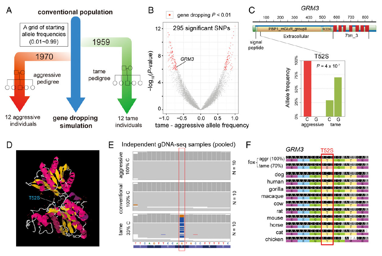 Genetic changes that accompany selection for good behavior in Belyaev's foxes have been identified - The science, Biology, Genetics, , Domestication, Copy-paste, Elementy ru, Longpost, Animals