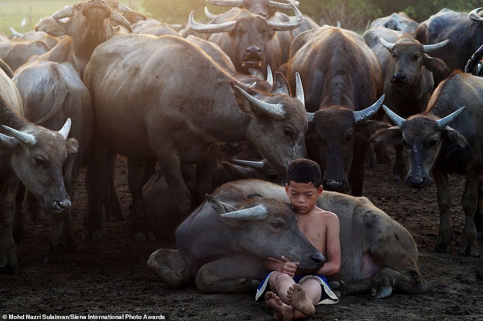 Siena International 2018 Photo Contest Winners - Nature, Animals, beauty, Longpost