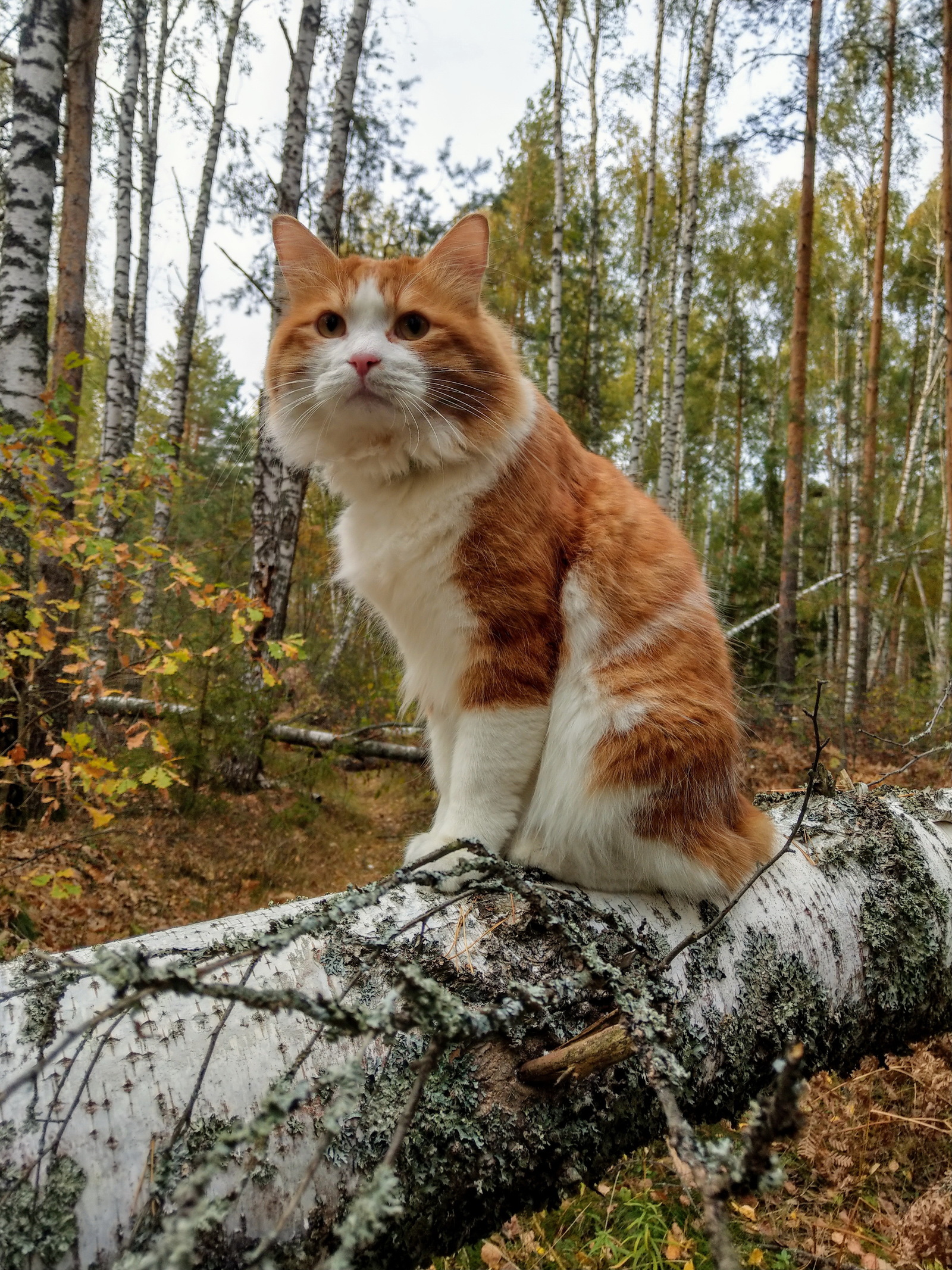 Осенние прогулки - Моё, Природа, Осень, Кот, Ёжик, Красота, Грибы, Прогулка по лесу, Гармония с природой, Длиннопост