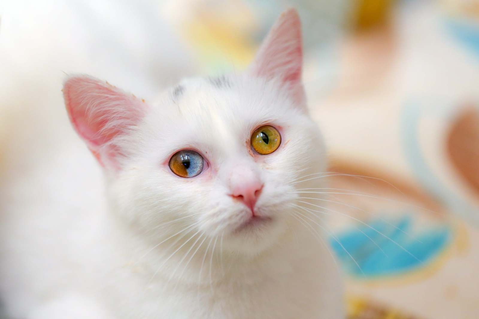 Sectoral heterochromia - Heterochromia, Animals, cat