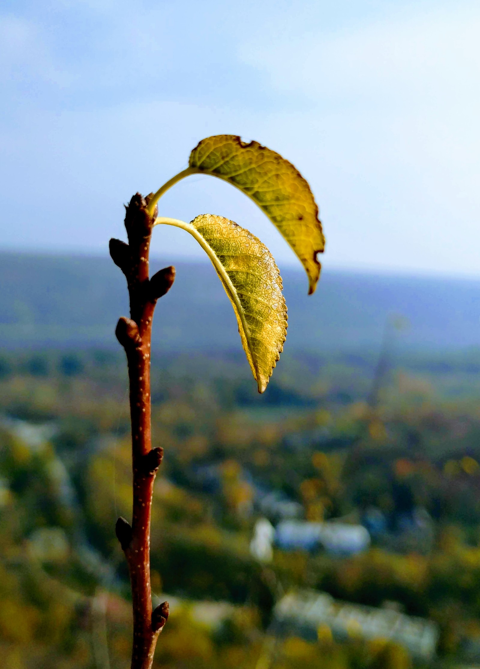 Autumn in Moldova - Longpost, Photo on sneaker, Moldova, Autumn