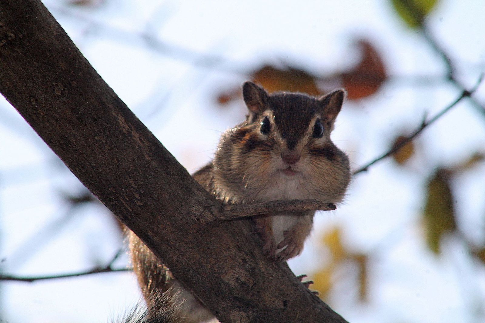 Chipmunk - My, Canon 1100d, Nature, Amur region, The photo