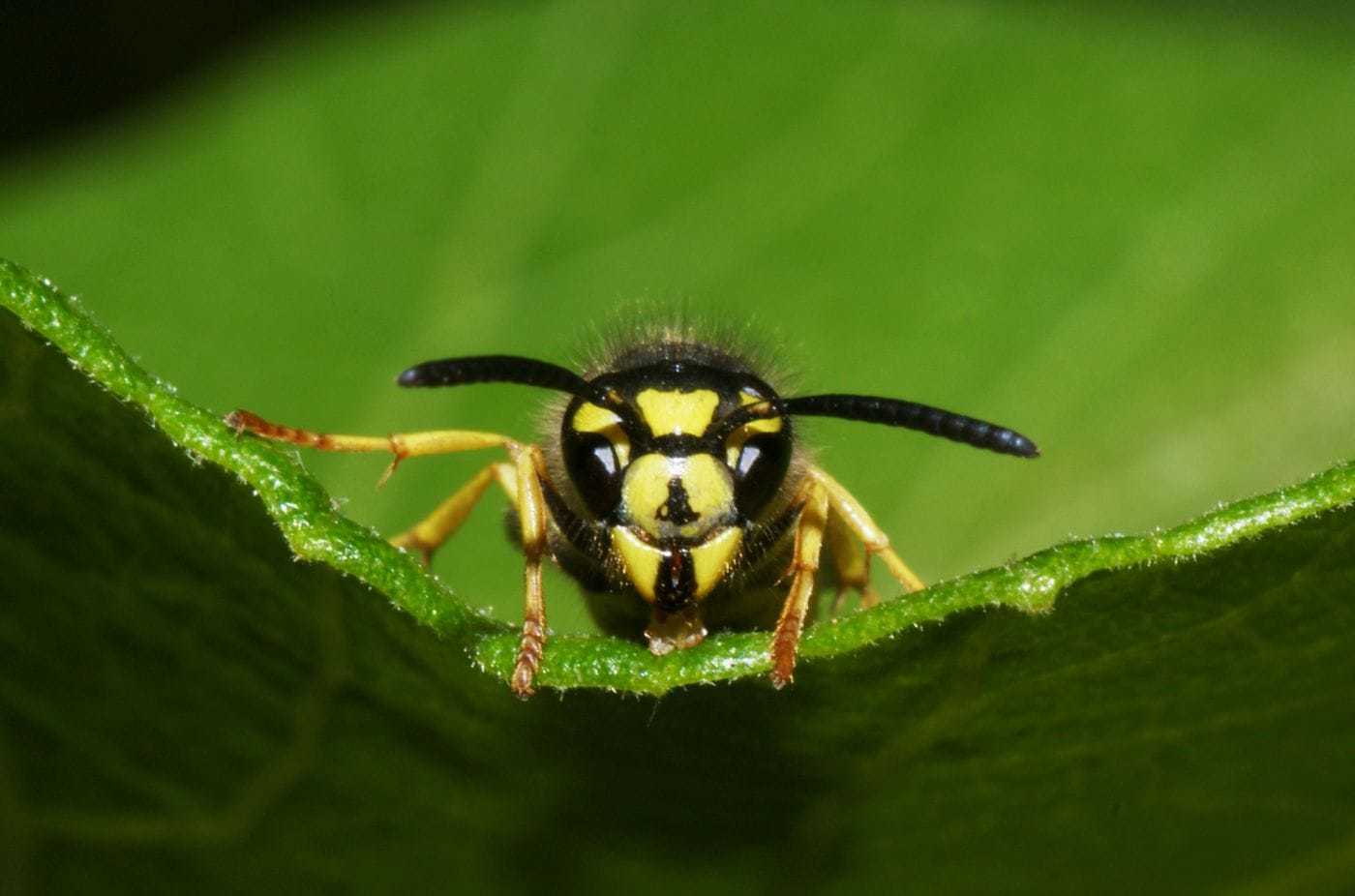 Elderly woman survives 74 wasp stings - Bees, Insects, A bite of an insect, Video