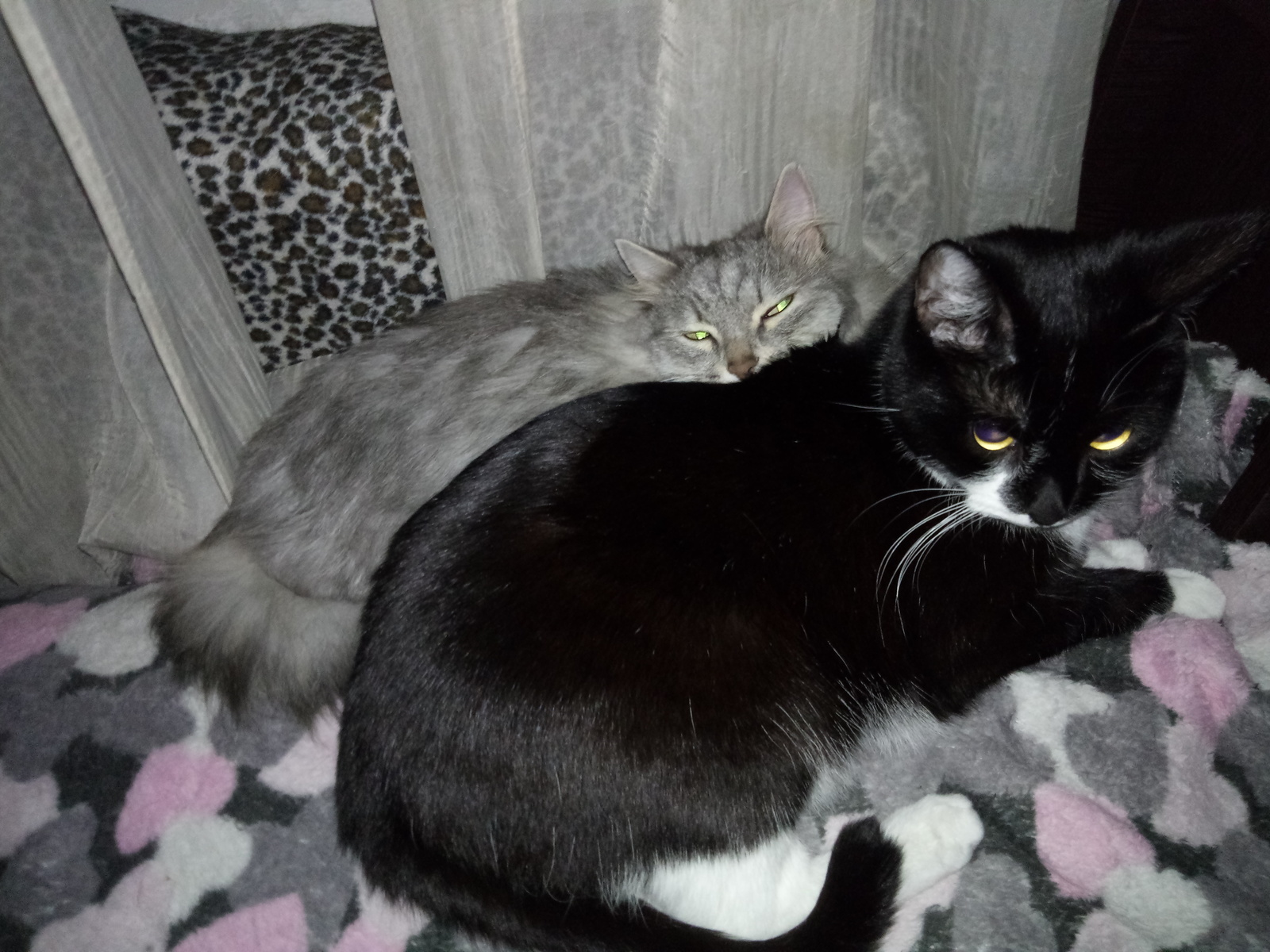 Two brothers - My, Catomafia, cat, Milota, Longpost